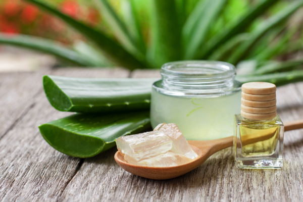 Aloe vera: Nature’s green elixir with science-backed health benefits