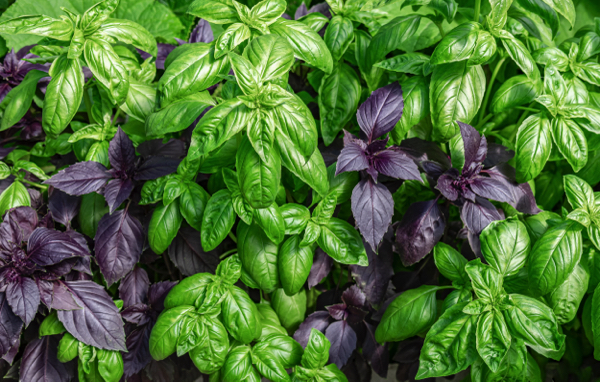 Basil varieties and their unique health benefits