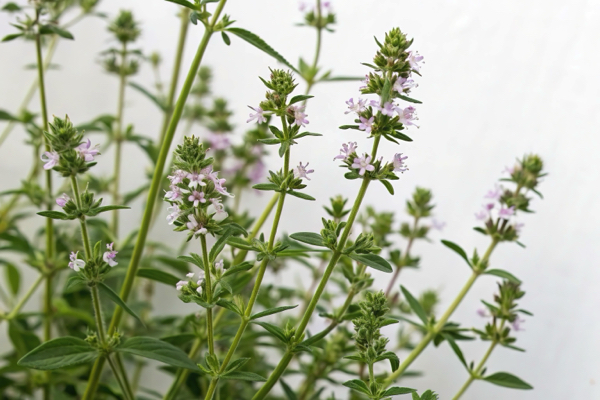 Ancient herb SUMMER SAVORY contains compounds that promote health and wellness