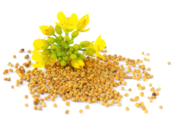 Parable of the mustard seed: Tiny powerhouse of flavor and health