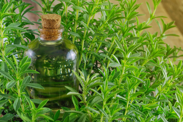 Modern science uncovers the secrets behind ancient herb tarragon’s healing prowess