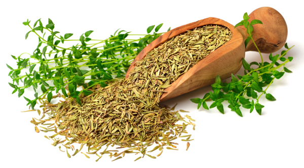 Science-backed health benefits of the ancient herb thyme