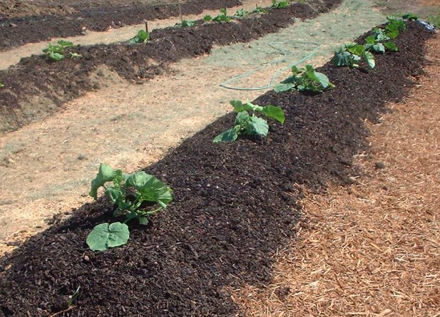 Scientists and industry insiders warn public about dangers of human compost entering the U.S. food supply