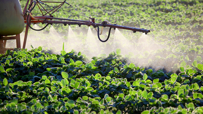 DEADLY chemical herbicide GLYPHOSATE gets DOUSED onto U.S. wheat, barley, rye and beans as a DRYING AGENT before harvest – NaturalNews.com