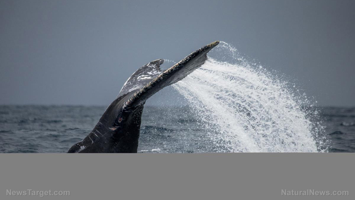 Noise from offshore wind development authorized by NOAA linked to alarming number of whale deaths