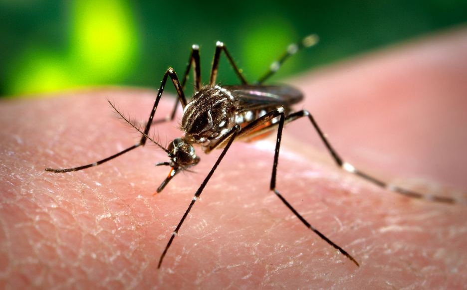 Researchers conduct human clinical trials for experimental malaria vaccine using genetically modified MOSQUITOES