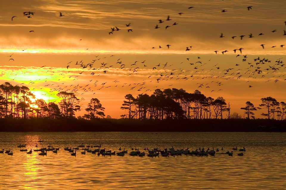 Groundbreaking study warns: Almost a quarter of all freshwater animals at heightened risk of EXTINCTION