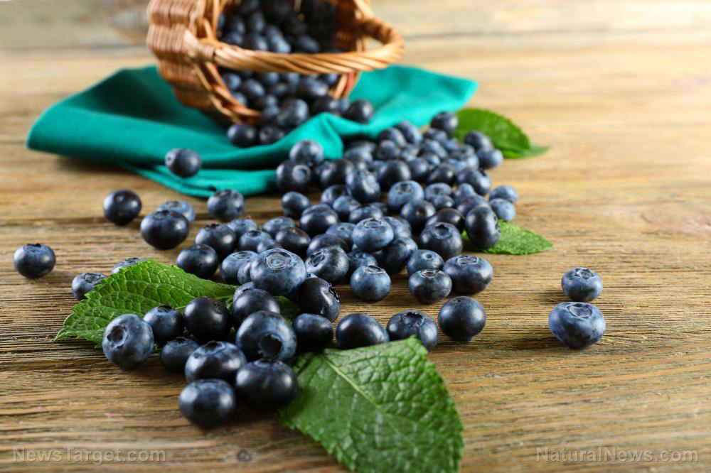 The wild blueberry powerhouse of antioxidants and flavor – NaturalNews.com