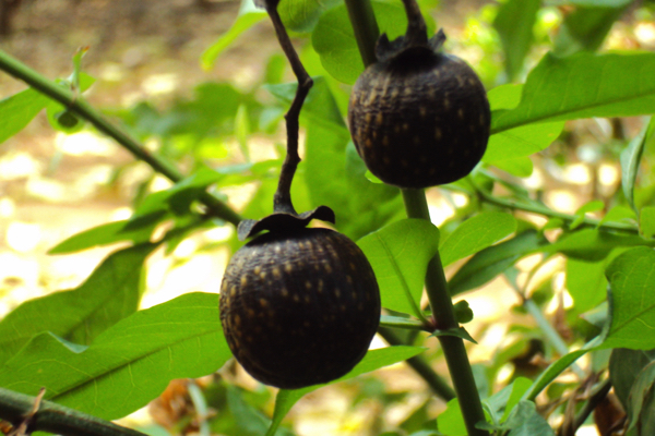 Black plum: A nutrient-packed superfood with timeless appeal