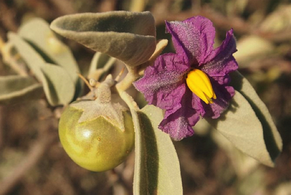 Bush tomato: A mighty superfood that supports digestive health