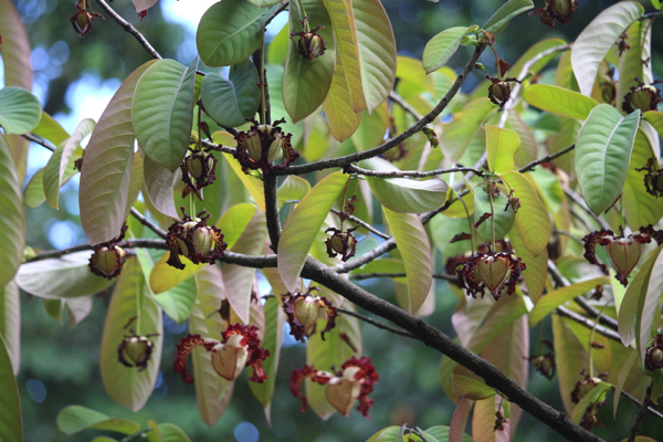 Calabash nutmeg: A hidden gem of African superfoods