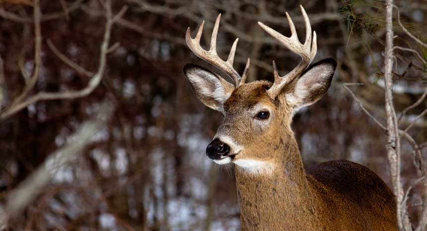 How to bag your first deer without breaking the bank – NaturalNews.com