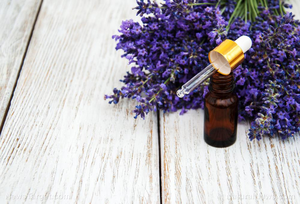 Lavandin: A comprehensive guide to this versatile essential oil