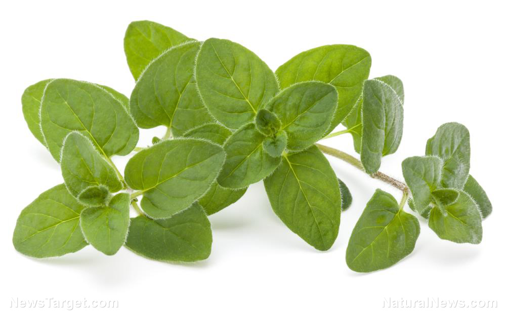 Marjoram: A versatile essential oil for optimal health