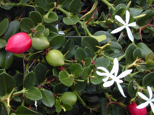 Natal plum: A superfruit source of flavonoids and vitamin C