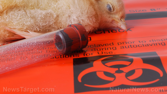 Bird flu shots for chickens “off the table” – NaturalNews.com