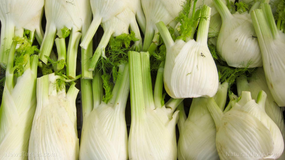 Fennel: From ancient herb to modern superfood powerhouse