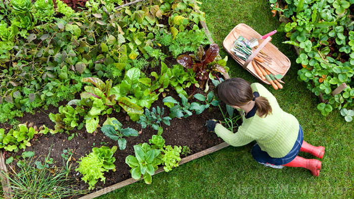 Garden fresh: Low-effort planting and chemical-free pest control