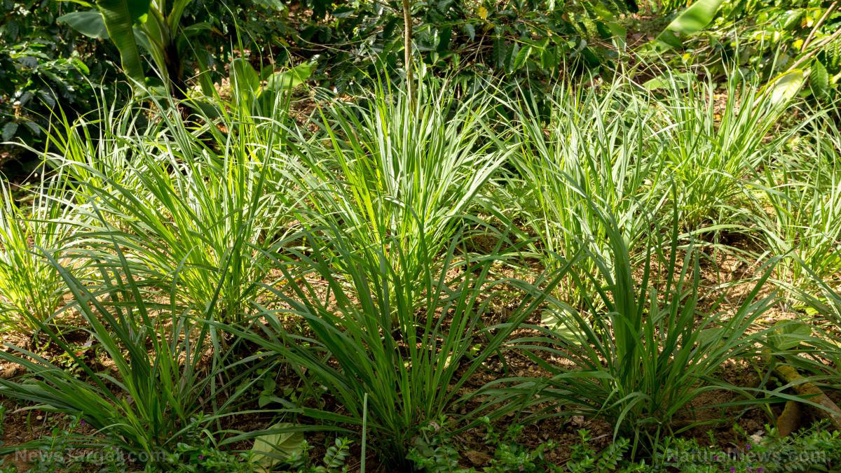 The healing power of lemongrass: A tropical treasure for wellness