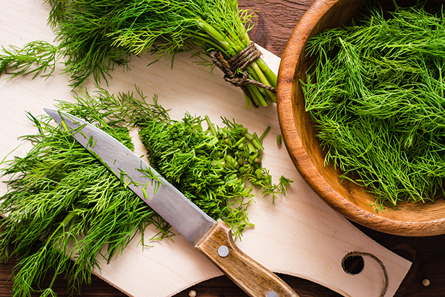 Dill: The ancient herb with modern healing powers