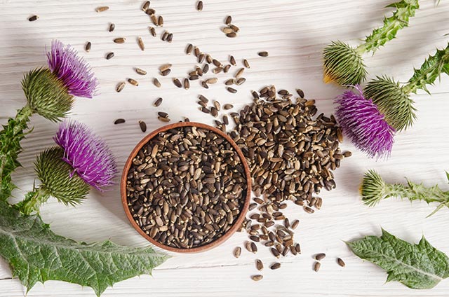 Milk thistle: A timeless healing herb with modern benefits