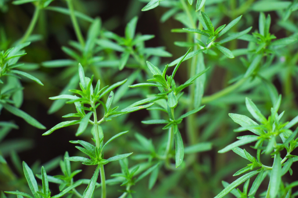 Winter savory: A flavorful herb full of medicinal properties