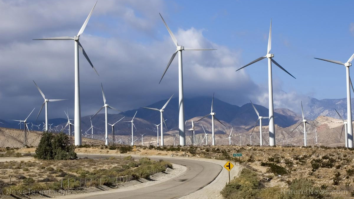 Wind energy’s hidden toll: New studies reveal devastating impact on bird and bat populations