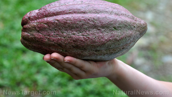 Flavanol-rich foods like COCOA can neutralize vascular damage caused by prolonged sitting