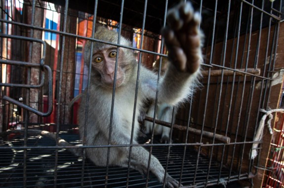 Infected lab monkeys ESCAPE after Mississippi highway crash, sparking public health concerns