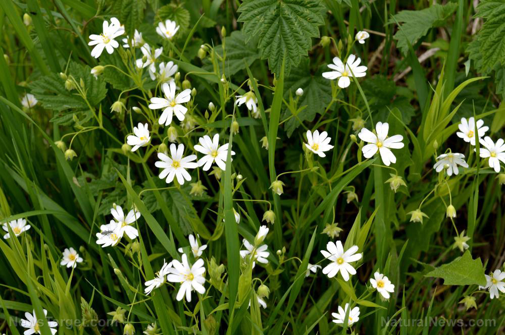 Chickweed: A humble herb with mighty health benefits