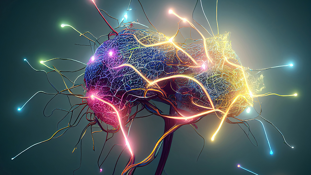 The precursor to NAD+ reverses brain damage caused by phthalates