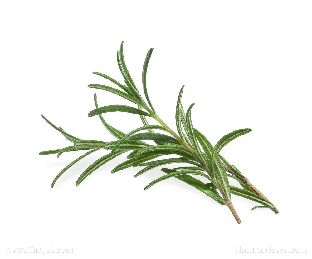 The unsung hero of herbal medicine: Unveiling the power of Rosmarinic Acid