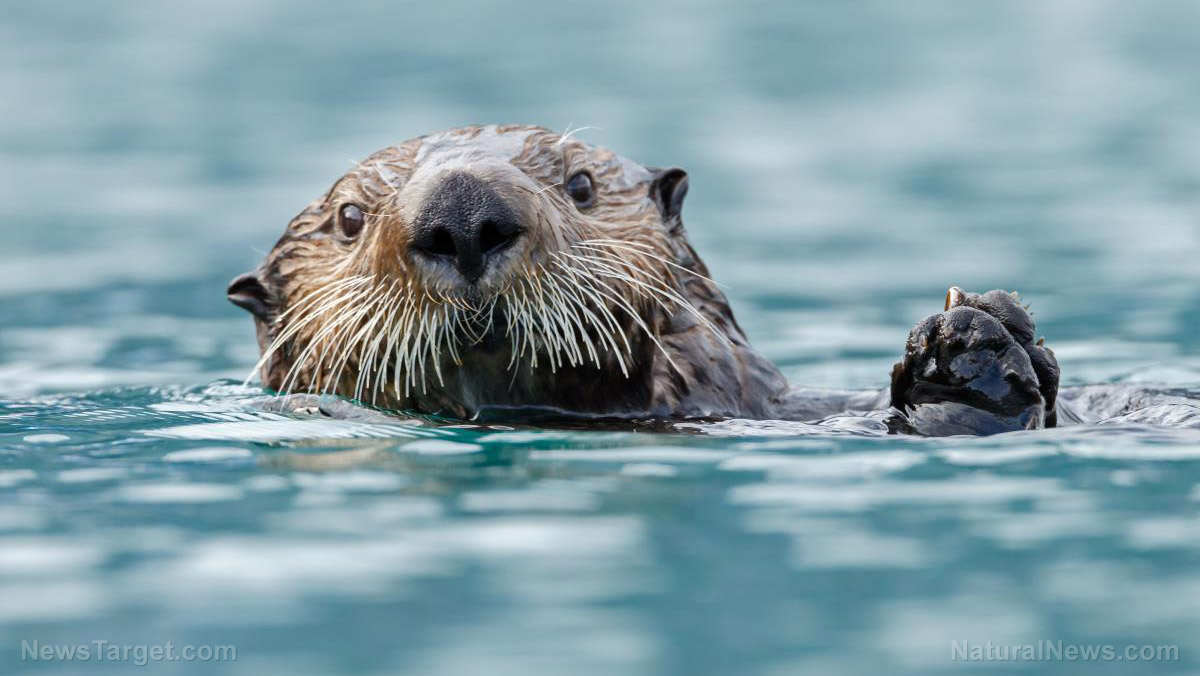 Study: FOREVER CHEMICALS threaten British Columbia’s recovering sea otter population