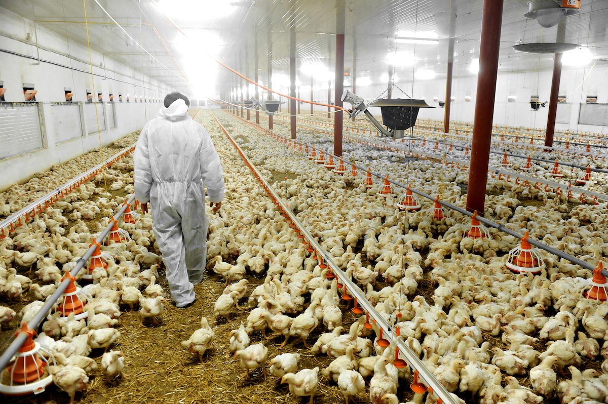 Bird flu surges across the U.S. as scientists warn of gaps in monitoring and farm safety
