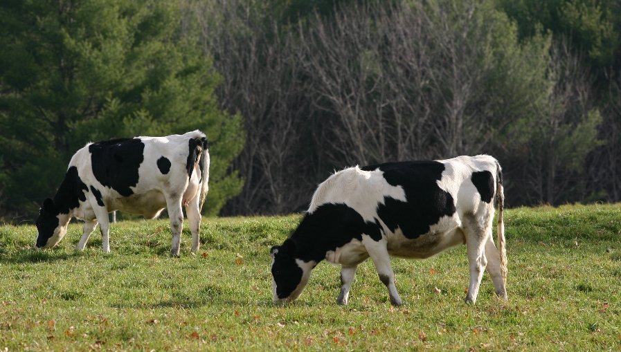 Danish cattle reportedly dying in droves after government mandated a methane inhibitor to re-engineer cow farts