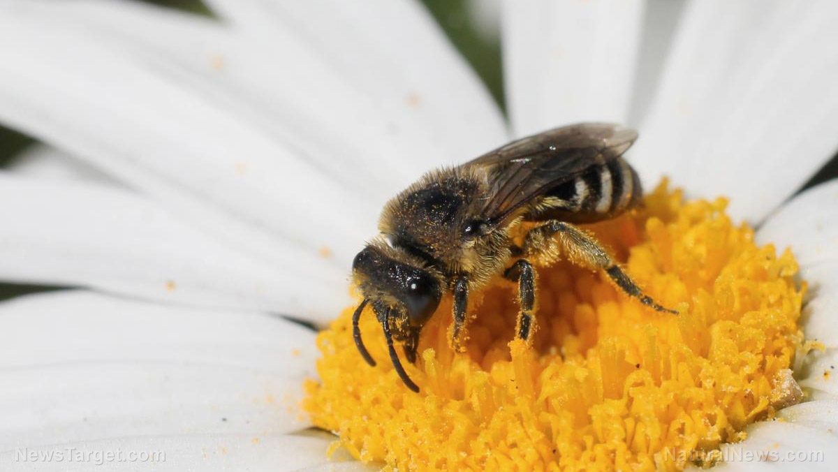 Devil-horned bee discovered in Western Australia sparks calls for conservation amid mining threats