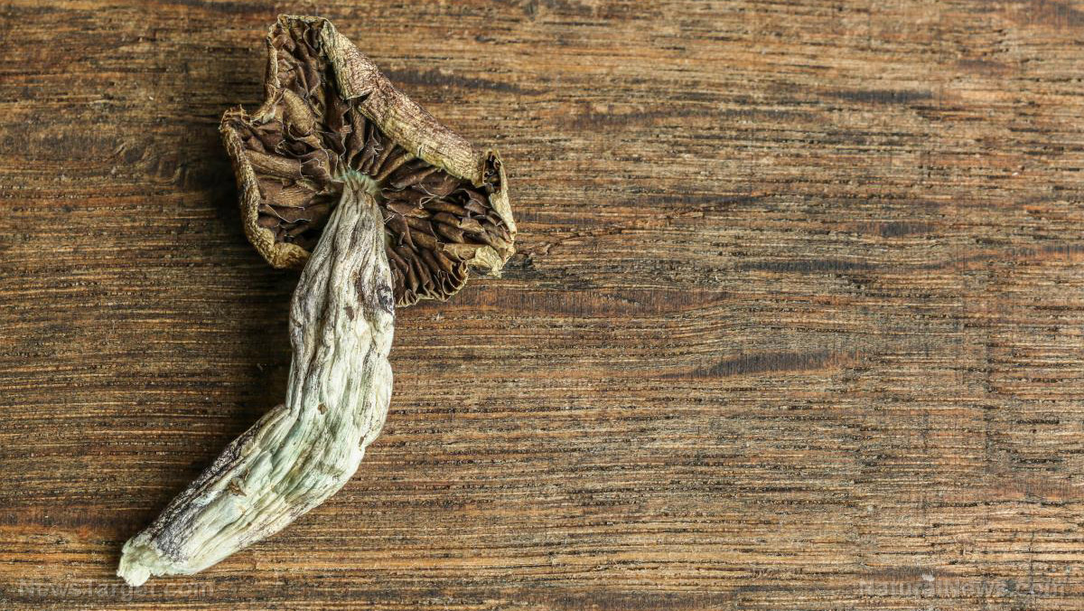 Psilocybin outperforms cannabis for treating obsessive-compulsive disorder in major review