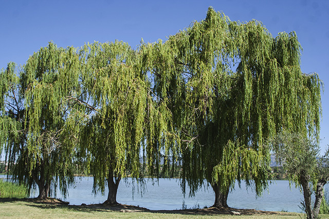 White willow bark and the pioneer’s discovery of SALICIN gave birth to modern aspirin and acetylsalicylic acid