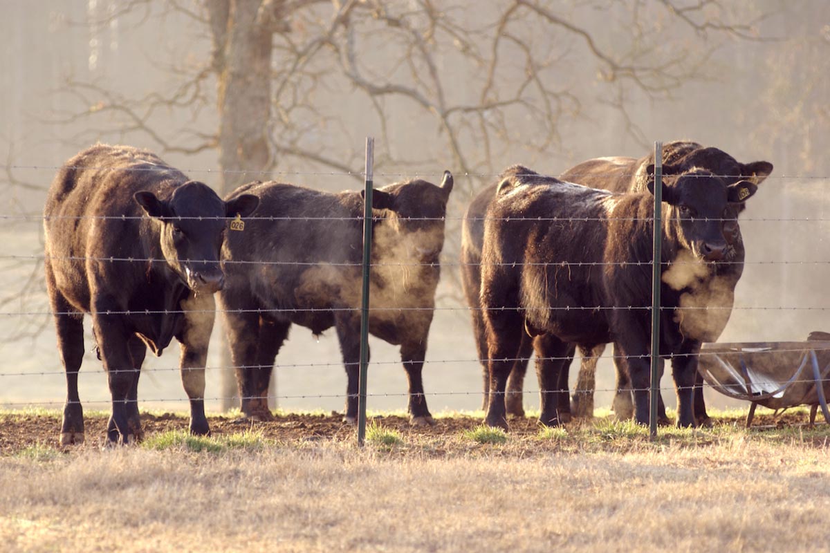 U.S. beef industry in crisis: Record prices, shrinking herds and mounting pressures on ranchers