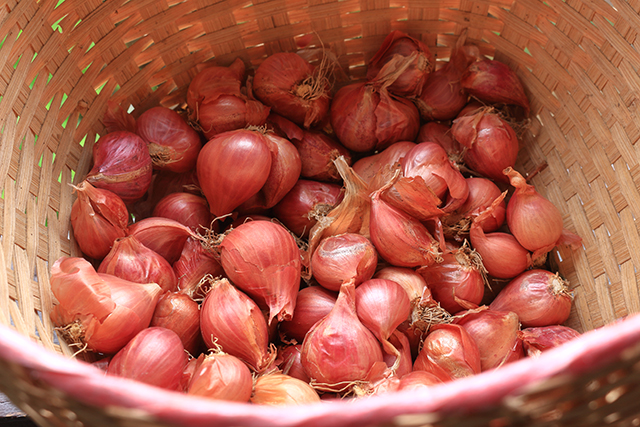 The power of alliums: Ancient superfoods with modern health benefits