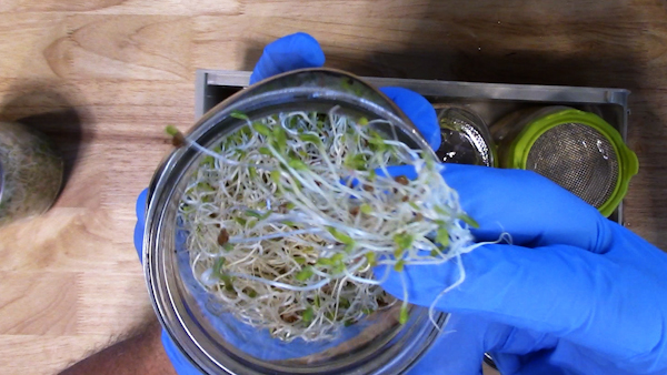 Sprouts surge as homegrown superfood, packing massive nutrition into tiny packages