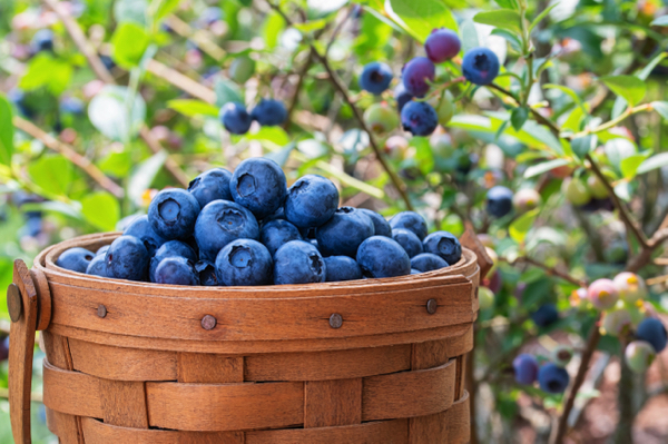 The power of blueberries: How daily consumption boosts heart, brain and gut health
