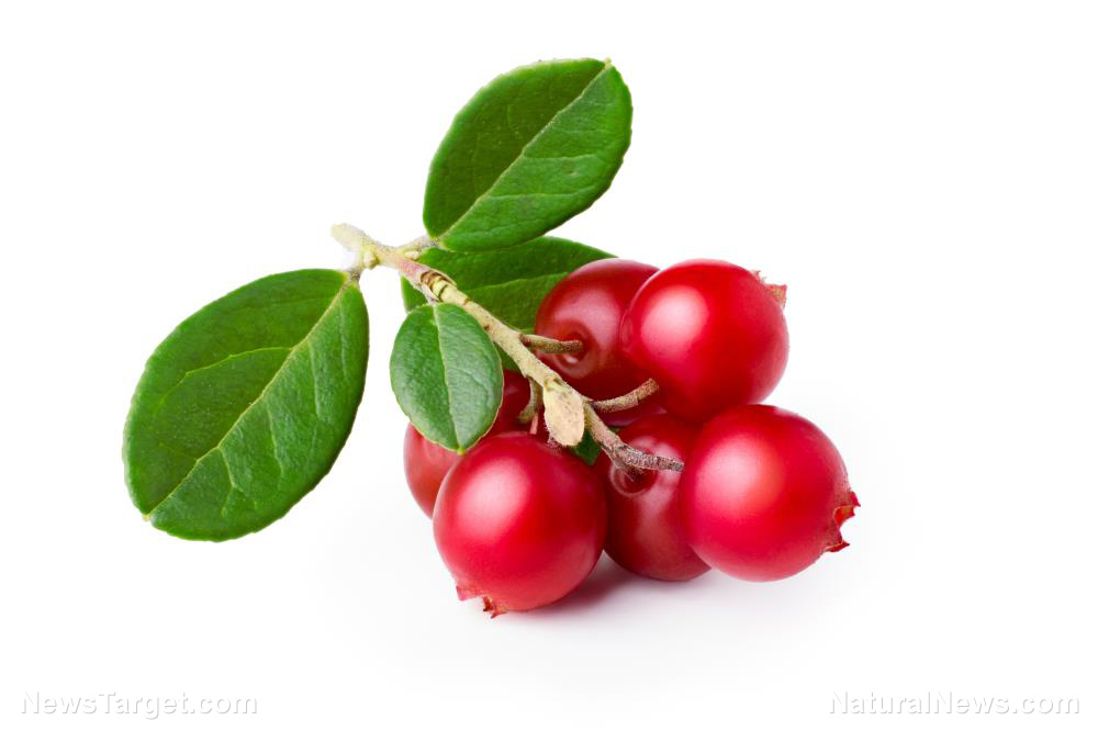 The Scandinavian superfruit: Lingonberries offer health benefits and culinary versatility