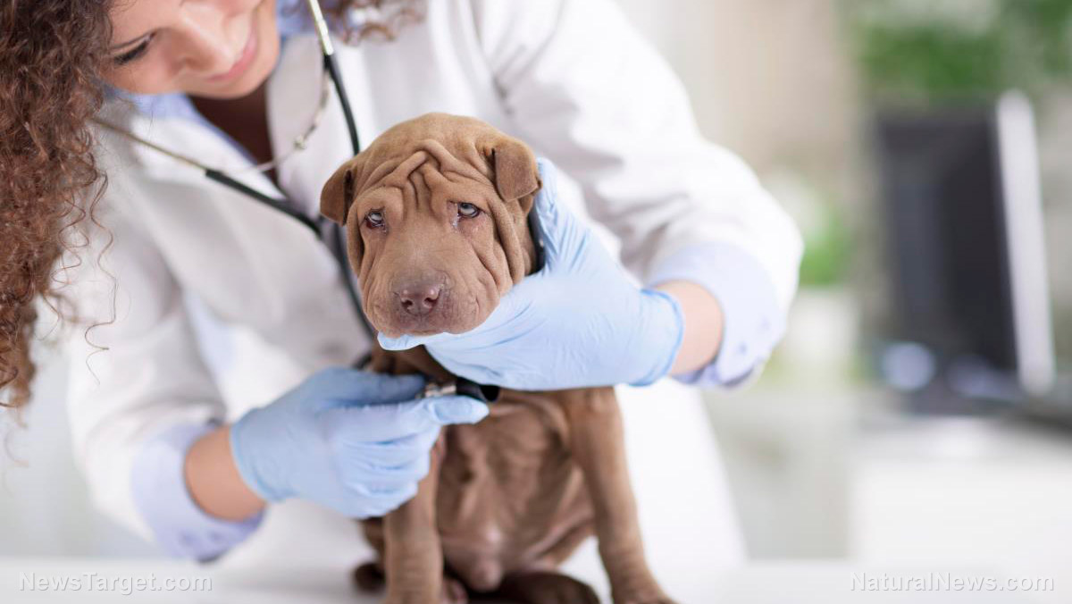 “The Truth About Pet Cancer” on BrightU: The conversion of a skeptical vet
