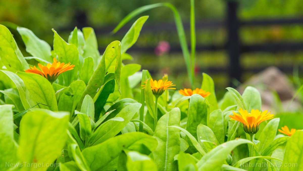 Forgotten flower power: Ancient calendula tea emerges as a modern anti-inflammatory champion