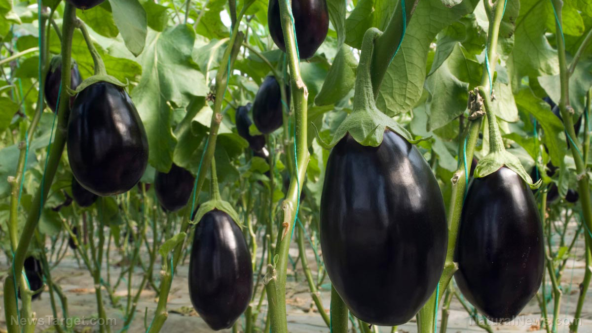 Eggplant: The nutrient-packed superfood hiding in plain sight