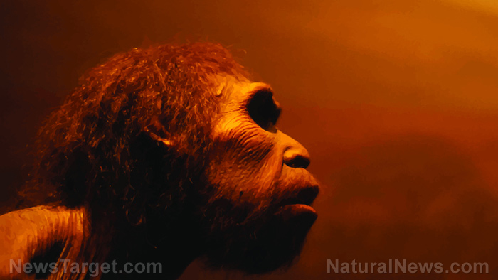 Lost chapter of human evolution exposed after 300,000-year-old cave discovery