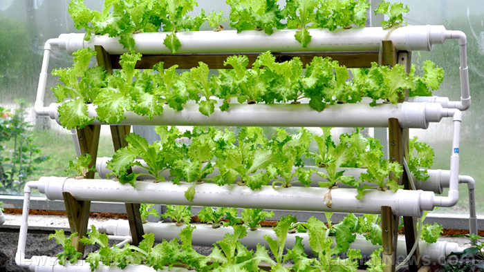 Why an obscure Danish greenhouse experiment with hydroponic wheat could reshape global agriculture