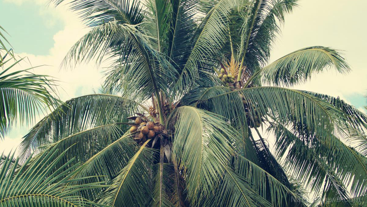Hearts of palm: The nutrient-dense superfood you need in your diet