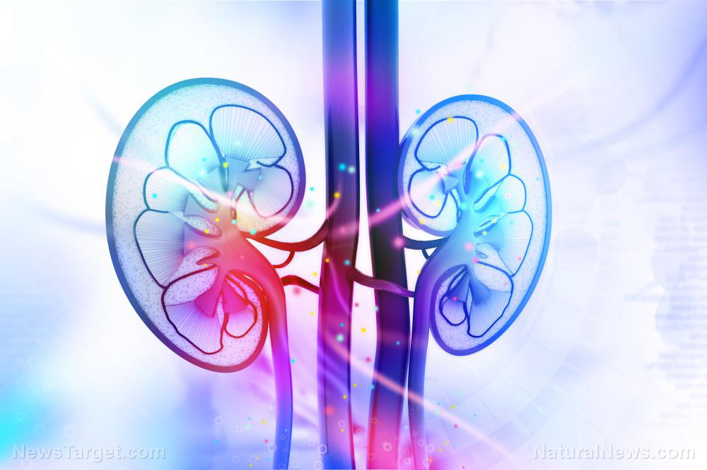 Plant-based diets linked to lower risk of chronic kidney disease, study finds